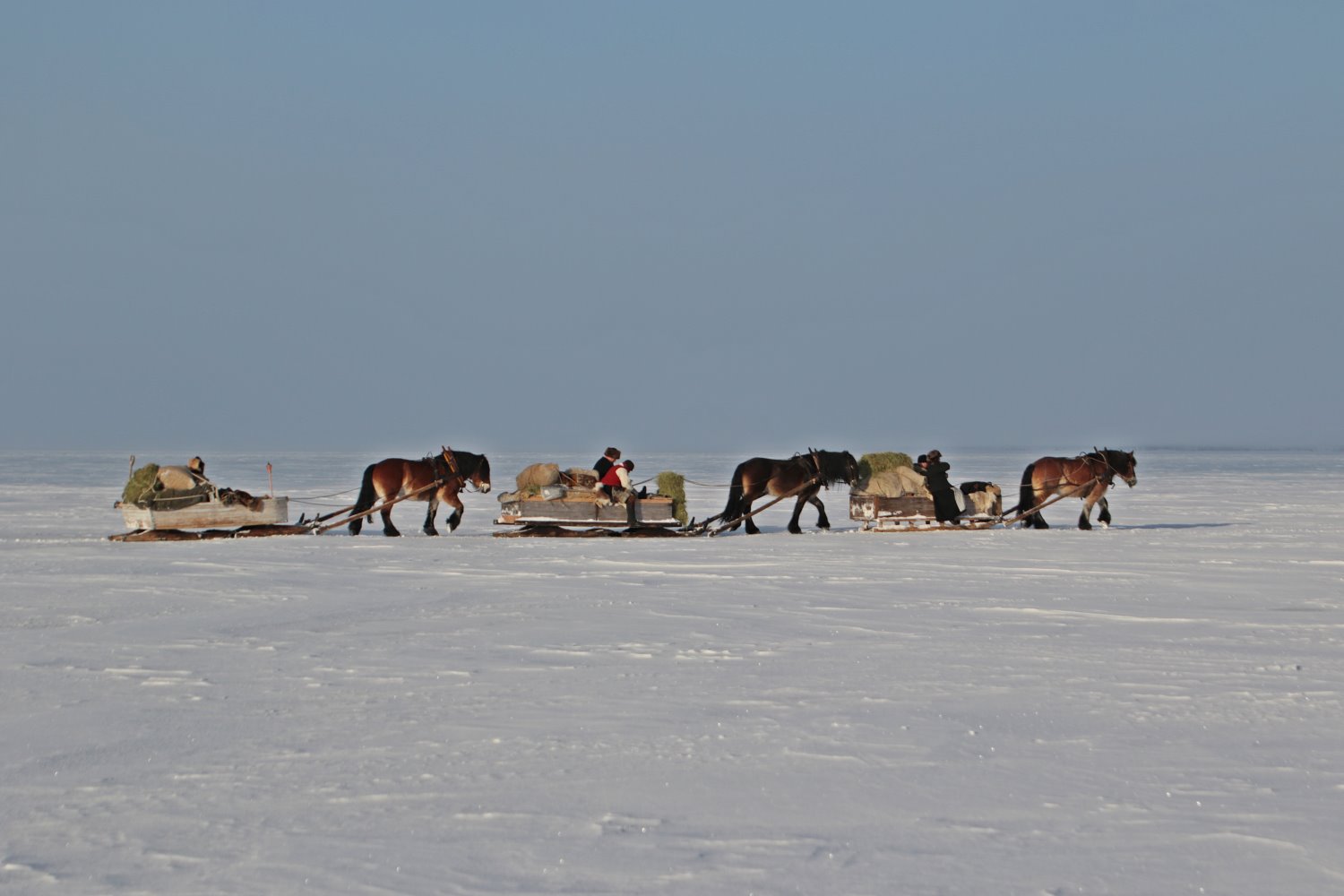 Tre ekipage med hästar och slädar i snö. 